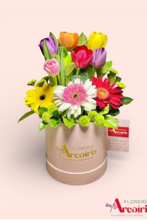 BOX - ALEGRIA NOBLE