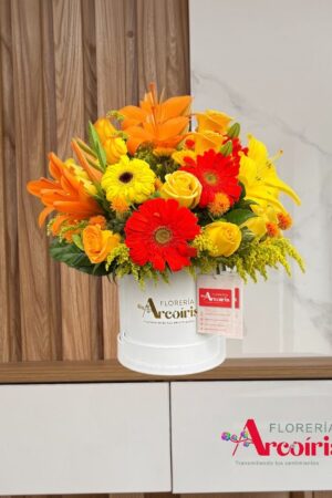 BOX - ESPLENDOR NARANJA