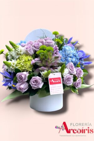 BOX - ROMANCE MALVA