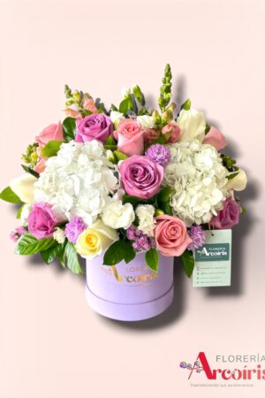 BOX - CHISPA LILA