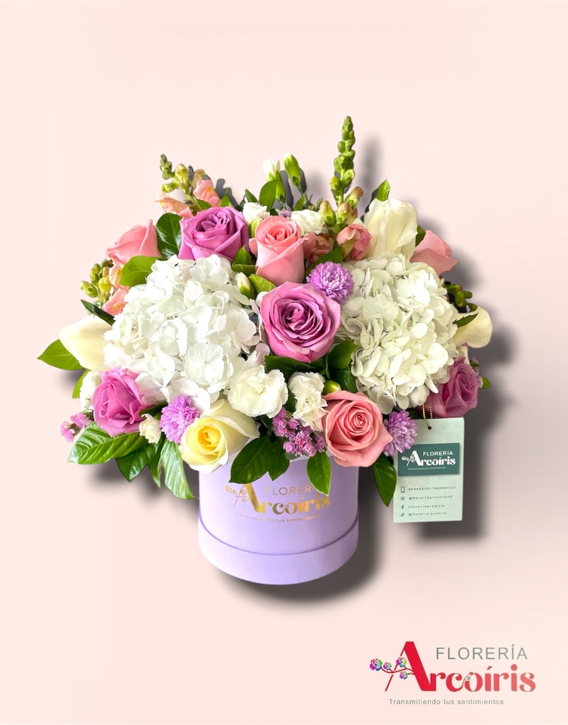 BOX - CHISPA LILA