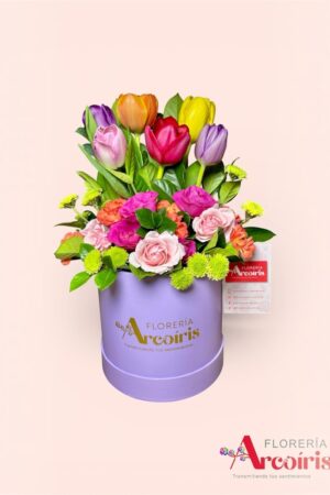 BOX - TULIP Y MINIS